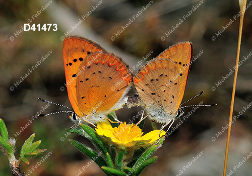 Dorcas Copper (Lycaena dorcas)